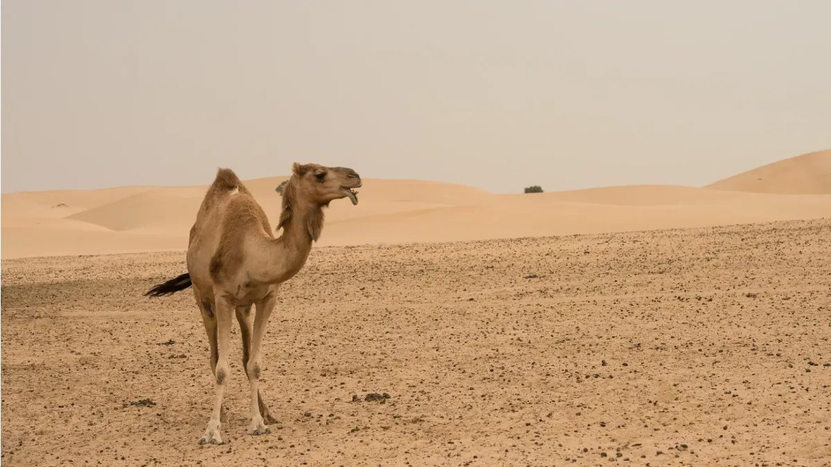 Abu Dhabi Morning Desert Safari